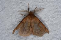 Ocneria rubea