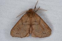 Ocneria rubea