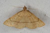 Paracolax tristalis