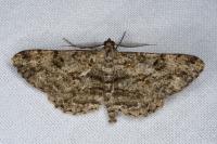 Peribatodes rhomboidaria rhomboidaria