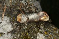 Phalera bucephala