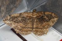 Philereme transversata