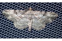 Peribatodes rhomboidaria rhomboidaria