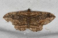 Philereme transversata