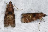 Phycita roborella