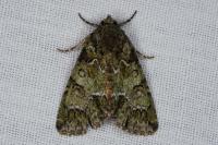 Polyphaenis sericata