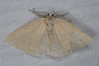 Pseudoterpna pruinata