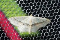 Scopula imitaria