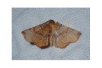 Selenia lunularia