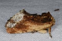 Ptilodon cucullina