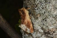 Ptilodon cucullina