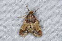 Pyralis farinalis