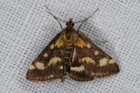 Pyrausta purpuralis