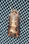Agrotis ipsilon