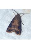 Agrotis ipsilon