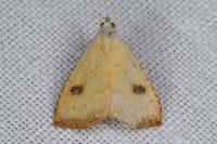 Rivula sericealis