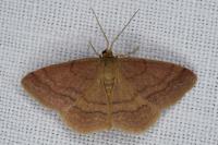 Scopula rubiginata