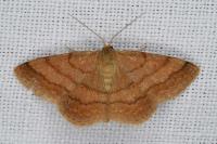 Scopula rubiginata