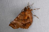 Selenia dentaria
