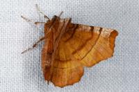 Selenia dentaria