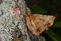 Selenia dentaria