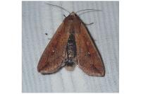 Mythimna unipuncta