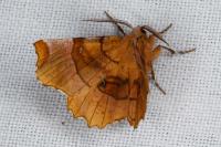 Selenia lunularia