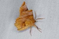 Selenia lunularia