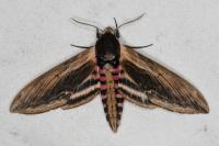 Sphinx ligustri