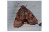Noctua janthe/janthina