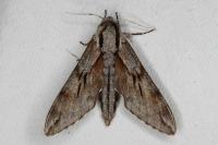 Hyloicus pinastri
