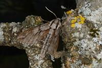 Hyloicus pinastri