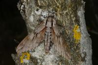 Hyloicus pinastri