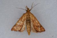Synaphe punctalis