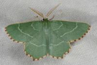 Thalera fimbrialis