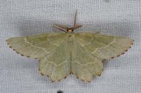 Thalera fimbrialis