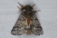 Thaumetopoea pityocampa