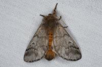 Thaumetopoea pityocampa