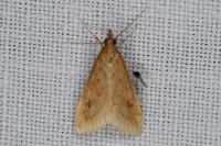 Udea ferrugalis
