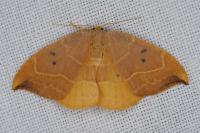 Watsonalla binaria