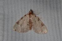 Colostygia pectinataria