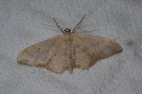 Idaea straminata