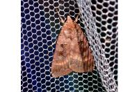 Xestia stigmatica