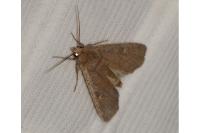 Xestia xanthographa