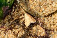 Udea ferrugalis