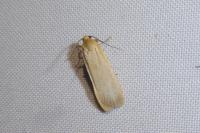 Katha depressa