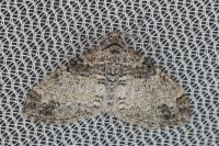 Lobophora halterata