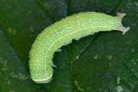 Pseudoips prasinanus
