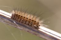 Phragmatobia fuliginosa