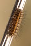 Phragmatobia fuliginosa